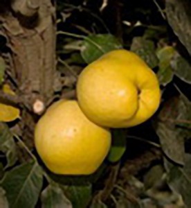 Monterrey Pear